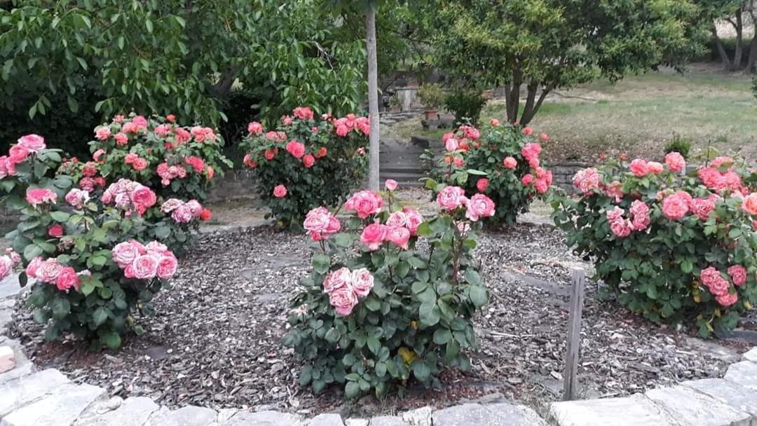 Agriturismo Camera Rosa トーディ エクステリア 写真
